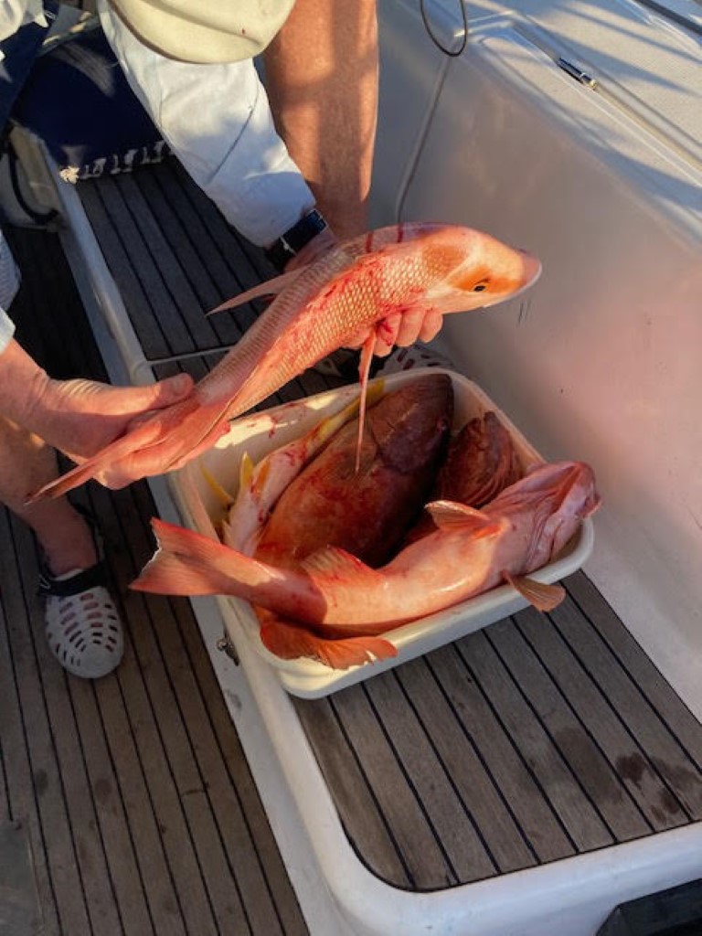 Reef Fish